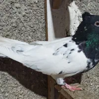 کله،سینه،دم سفید،آلمانی،طوقی