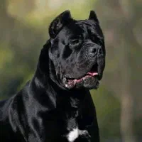 دو نژاد اشرافی و خاص کن کورسو و روتوایلر