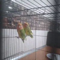 طوطی برزیلی