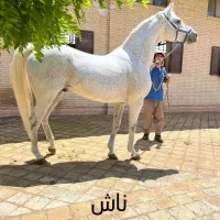 مادیان عرب کورسی
