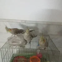 جوجه عروس