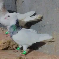 طوقی هفت رنگ تپه دار
