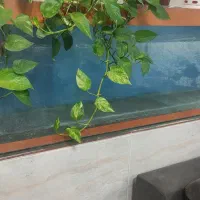 شیشه آکواریوم