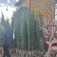 نهال و درخت سرو شیراز درشت ۳ متری
