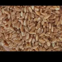 فروش گندم و شلتک|حراج|شوشتر, |دیوار