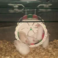 همستر|موش و خرگوش|کلارآباد, |دیوار