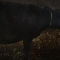 سه راس گوساله ی ۱۵۰ کیلویی چاق|حیوانات مزرعه|تیکمه داش, |دیوار