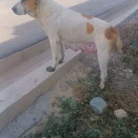 واگذاری توله با مادرش