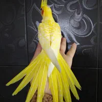 لوتینو کاملا زعفرونی دستی