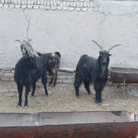 سه عدد بزغاله نر