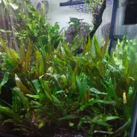 گیاه اکواریومی و غذا زنده|ماهی|شیراز, غدیر شمالی|دیوار