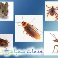 سمپاشی صددرصد تضمینی سم پاشی سوسک و ساس و ...|خدمات نظافت|تهران, تهرانپارس غربی|دیوار