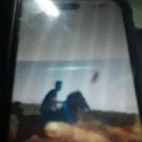 اسب کره جنگستان|اسب و تجهیزات اسب‌سواری|کرمان, |دیوار