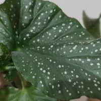 گل بگونیا خالدار