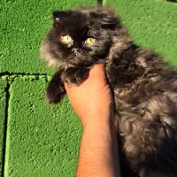 توله گربه اسکاتیش دبل فلد و بریتیش|گربه|شیراز, شهرک گلستان شمالی|دیوار