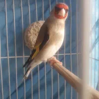 سهره قناری وگلبسر