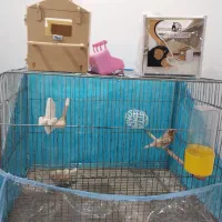 فنچ هاف اورنج مولد همراه باقفس ووسایل