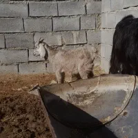 خرید فروش انواع دام