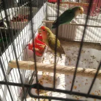 طوطی برزیلی