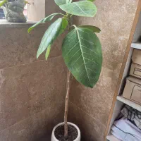 گل فیکوس طبیعی با گلدان