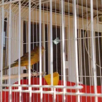 پرنده|پرنده|امیدیه, |دیوار