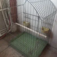 قفس عروس هلندی