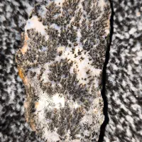 شجر|کلکسیون اشیاء عتیقه|برازجان, |دیوار