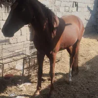 اسب عرب|اسب و تجهیزات اسبسواری|گنبکی, |دیوار