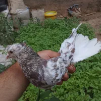 کفتر