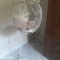 دو قفس طوطی سانان معاوضه با تخت فلزی تک نفره کامل|لوازم جانبی حیوانات|تهران, توحید|دیوار