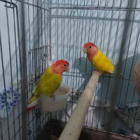 فروش طوطی برزیلی|پرنده|ایرانشهر, |دیوار