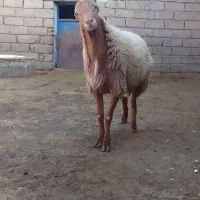 قوچ‌‌مغان‌