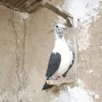 جفت بزک سینه