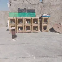 چند جفت کفتر کفتر بازی همع عالی