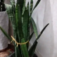 گل سانسورها با گلدان|گل و گیاه طبیعی|ورامین, ورامین|دیوار