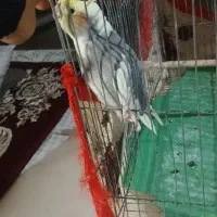 عروس هلندی نر