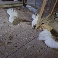 فروش کبوتر چتری سفید پاک پر پا