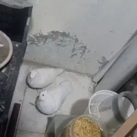 یک جفت کفتر یاهو