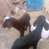 فروش بره شیری|حیوانات مزرعه|سمنان, |دیوار