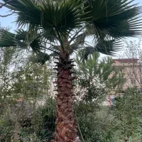 درخت نخل پالم واشنگتن تنه سرخ