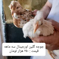 مرغ و جوجه گلین لری از نژاد اصلی اورجینال|حیوانات مزرعه|قم, نوبهار|دیوار