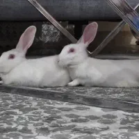 یک جفت خرگوش خانگی با مزه