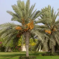 نخل لاکچری|گل و گیاه طبیعی|فولادشهر, فولادشهر|دیوار