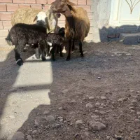 دو عدد گوسفند دامازدخ|حیوانات مزرعه|ارشق, |دیوار