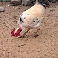 خروس، لاری ، محلی ، گردن لخت|حیوانات مزرعه|شاندرمن, |دیوار