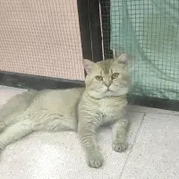 گربه نر جهت تولید مثل