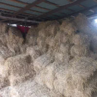 کاه یا سراچینا