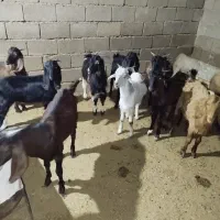 بز نر برای فروش|حیوانات مزرعه|بندر ماهشهر, |دیوار