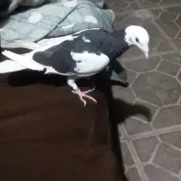 ۲۵۰۰۰۰۰ریال