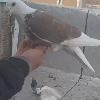 دوکت پلاکی سرخ گمشده